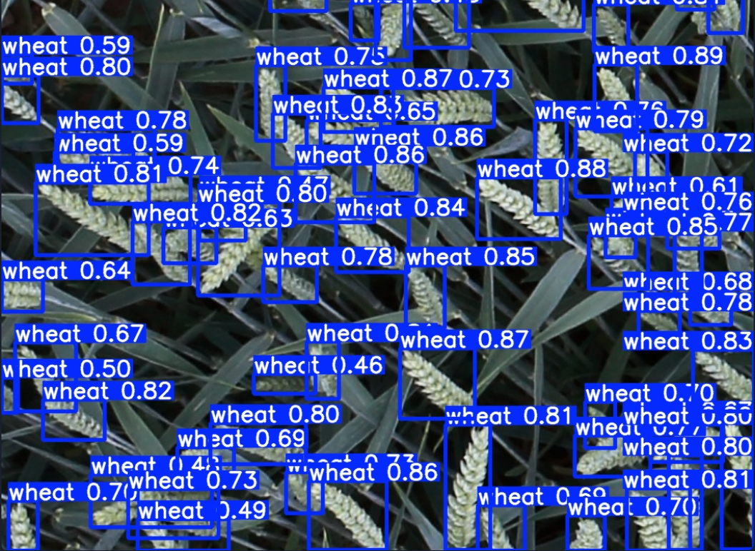 YOLOv8 wheat head detection with per-object confidence scores